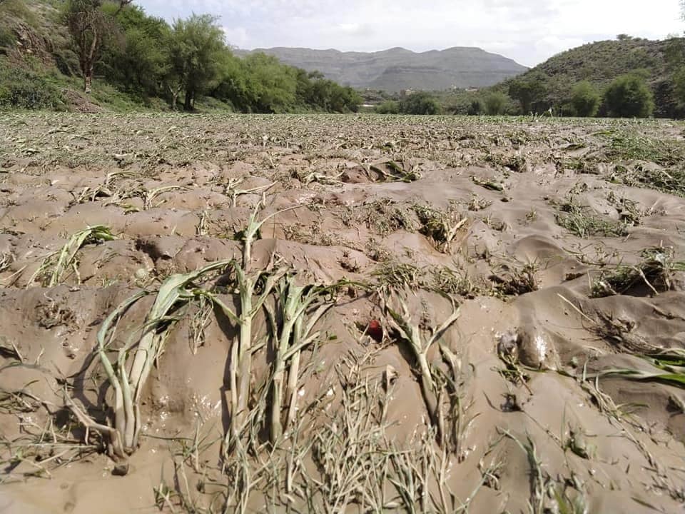 وفاة 13 شخص وتضرر مئات المنازل والمزارع جراء سيول الأمطار في الحديدة (صور) الحديدة