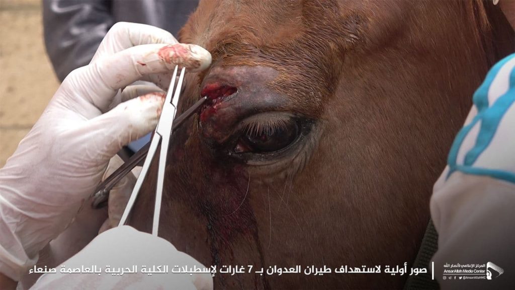 صنعاء تكشف حصيلة ضحايا غارات التحالف خلال الساعات الماضية (صور) استهداف الخيول العربية الأصيلة